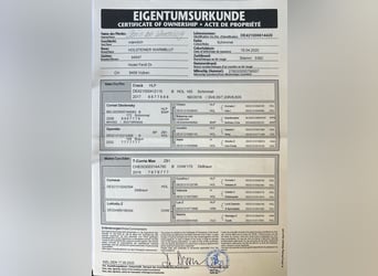 Holsteiner, Hongre, 5 Ans, 165 cm, Gris