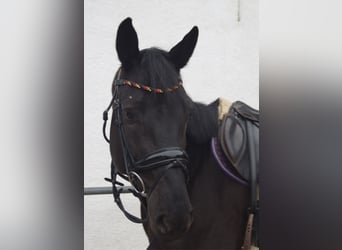 Holsteiner, Hongre, 5 Ans, 165 cm, Noir