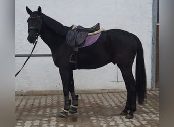 Holsteiner, Hongre, 5 Ans, 165 cm, Noir