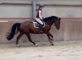 Holsteiner, Hongre, 5 Ans, 166 cm, Bai