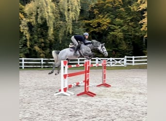 Holsteiner, Hongre, 5 Ans, 166 cm, Gris