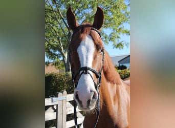 Holsteiner, Hongre, 5 Ans, 167 cm, Alezan