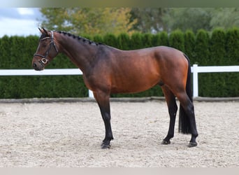 Holsteiner, Hongre, 5 Ans, 167 cm, Bai brun