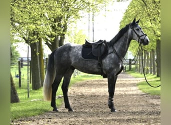 Holsteiner, Hongre, 5 Ans, 167 cm, Gris noir