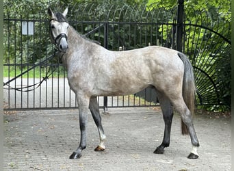 Holsteiner, Hongre, 5 Ans, 167 cm, Gris pommelé