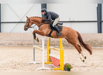 Holsteiner, Hongre, 5 Ans, 168 cm, Alezan brûlé