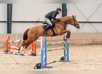 Holsteiner, Hongre, 5 Ans, 168 cm, Alezan brûlé