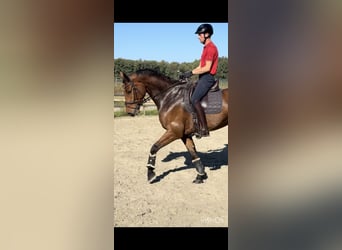 Holsteiner, Hongre, 5 Ans, 168 cm, Bai
