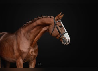 Holsteiner, Hongre, 5 Ans, 168 cm, Bai cerise