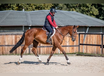 Holsteiner, Hongre, 5 Ans, 168 cm, Bai cerise