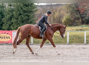 Holsteiner, Hongre, 5 Ans, 168 cm, Bai cerise