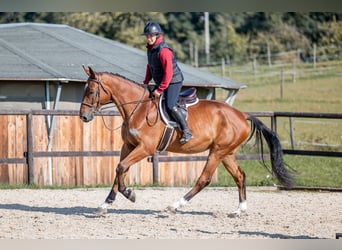 Holsteiner, Hongre, 5 Ans, 168 cm, Bai cerise