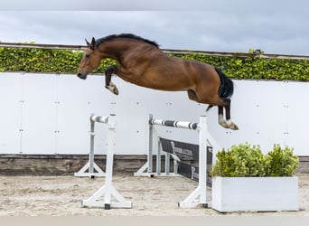 Holsteiner, Hongre, 5 Ans, 168 cm, Bai