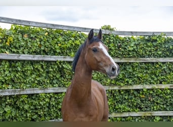 Holsteiner, Hongre, 5 Ans, 168 cm, Bai