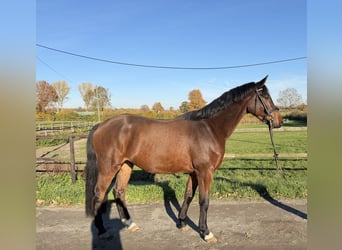 Holsteiner, Hongre, 5 Ans, 168 cm