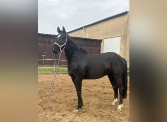 Holsteiner, Hongre, 5 Ans, 168 cm, Noir