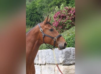 Holsteiner, Hongre, 5 Ans, 169 cm, Bai clair