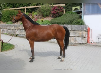 Holsteiner, Hongre, 5 Ans, 169 cm, Bai clair