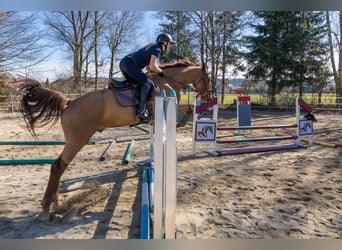 Holsteiner, Hongre, 5 Ans, 170 cm, Alezan