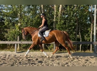Holsteiner, Hongre, 5 Ans, 170 cm, Alezan