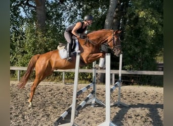 Holsteiner, Hongre, 5 Ans, 170 cm, Alezan