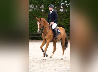 Holsteiner, Hongre, 5 Ans, 170 cm, Alezan