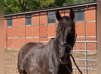 Holsteiner, Hongre, 5 Ans, 170 cm, Bai brun foncé