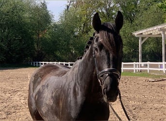 Holsteiner, Hongre, 5 Ans, 170 cm, Bai brun foncé