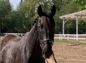 Holsteiner, Hongre, 5 Ans, 170 cm, Bai brun foncé