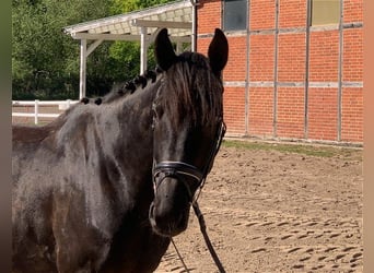 Holsteiner, Hongre, 5 Ans, 170 cm, Bai brun foncé