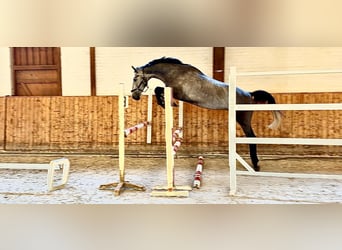 Holsteiner, Hongre, 5 Ans, 170 cm, Gris