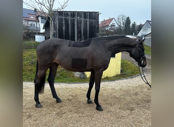 Holsteiner, Hongre, 5 Ans, 170 cm, Gris