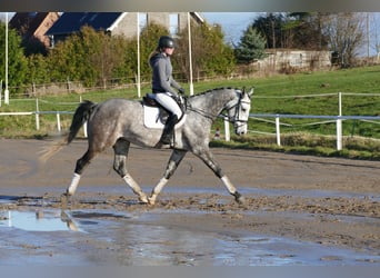 Holsteiner, Hongre, 5 Ans, 170 cm, Gris