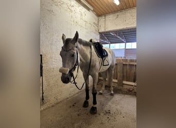 Holsteiner, Hongre, 5 Ans, 170 cm, Gris moucheté