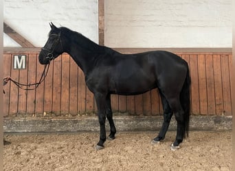 Holsteiner, Hongre, 5 Ans, 170 cm, Noir