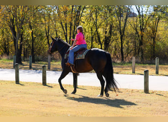 Holsteiner, Hongre, 5 Ans, 170 cm, Noir