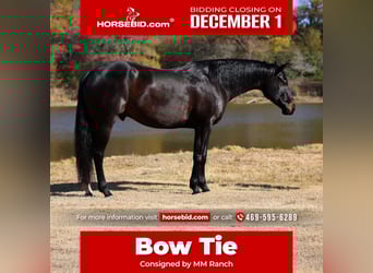 Holsteiner, Hongre, 5 Ans, 170 cm, Noir