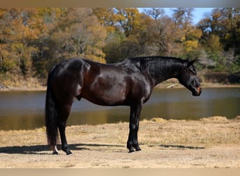 Holsteiner, Hongre, 5 Ans, 170 cm, Noir