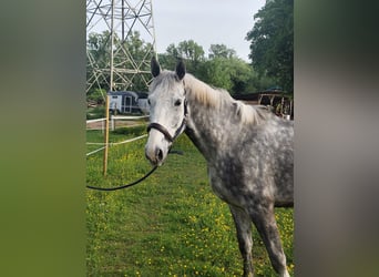 Holsteiner, Hongre, 5 Ans, 171 cm, Gris