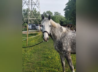 Holsteiner, Hongre, 5 Ans, 171 cm, Gris