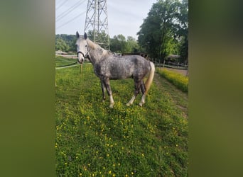 Holsteiner, Hongre, 5 Ans, 171 cm, Gris