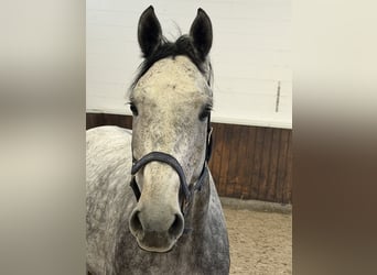 Holsteiner, Hongre, 5 Ans, 172 cm, Gris