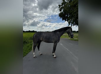 Holsteiner, Hongre, 5 Ans, 172 cm, Gris