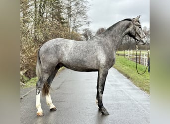 Holsteiner, Hongre, 5 Ans, 172 cm, Gris