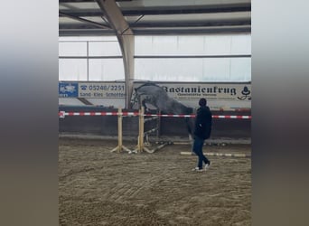 Holsteiner, Hongre, 5 Ans, 172 cm, Gris