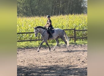 Holsteiner, Hongre, 5 Ans, 172 cm, Gris
