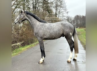 Holsteiner, Hongre, 5 Ans, 172 cm, Gris