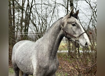 Holsteiner, Hongre, 5 Ans, 172 cm, Gris