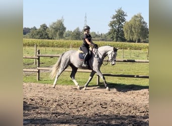 Holsteiner, Hongre, 5 Ans, 172 cm, Gris