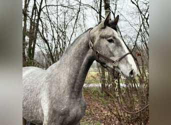 Holsteiner, Hongre, 5 Ans, 172 cm, Gris